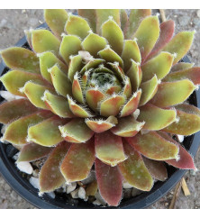 Sempervivum Taurus (9cm)