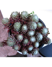 Sempervivum arachnoideum (0.7lt) Sempervivum arachnoideum (0.7lt)