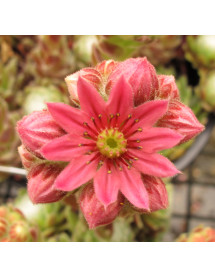 Sempervivum arachnoideum   (0.7lt)
