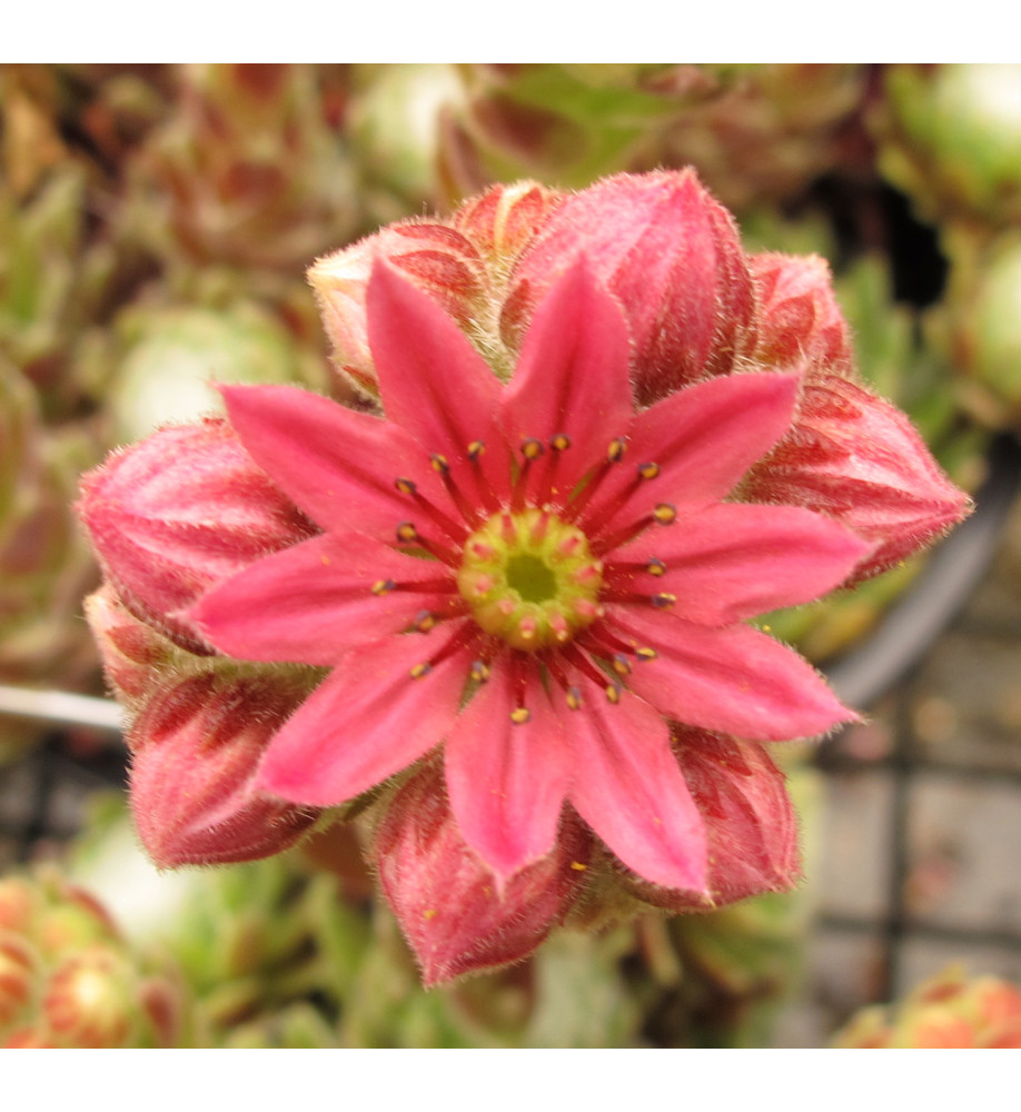 Sempervivum arachnoideum   (0.7lt)