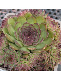 Sempervivum Bronco (1lt) Sempervivum Bronco (1lt)