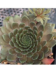 Sempervivum Kalinda (1lt) Sempervivum Kalinda (1lt)