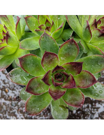 Sempervivum tectorum var. alpinum (0.8lt)