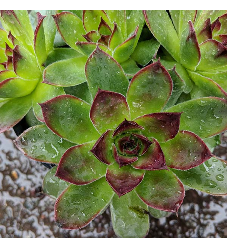 Sempervivum tectorum var. alpinum (0.8lt)