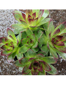 Sempervivum tectorum var. alpinum (0.8lt)