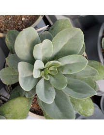 Senecio Orange Flame (1lt) Senecio Orange Flame (1lt)