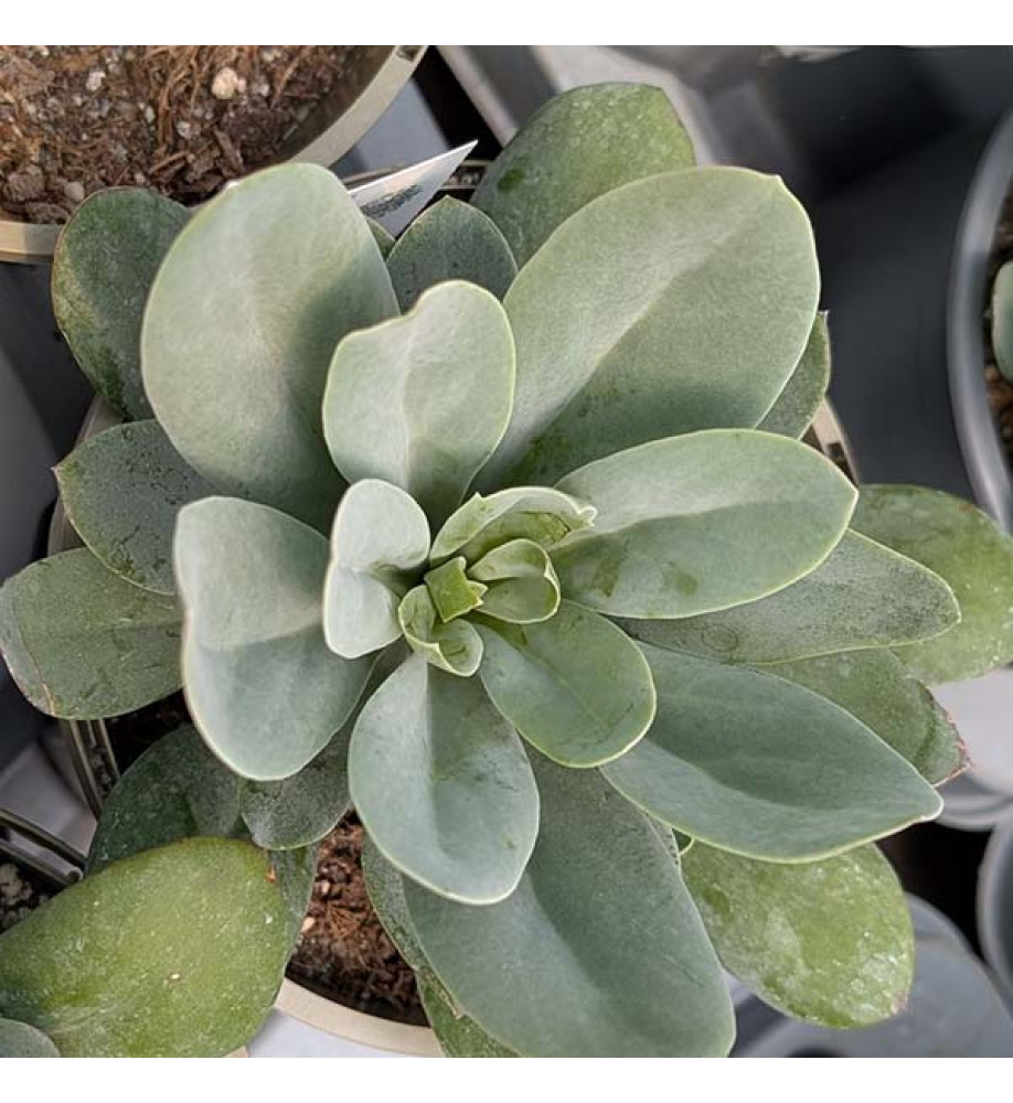 Senecio Orange Flame (1lt)