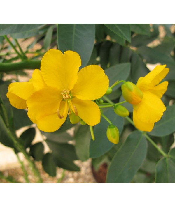 Senna corymbosa (18lt)