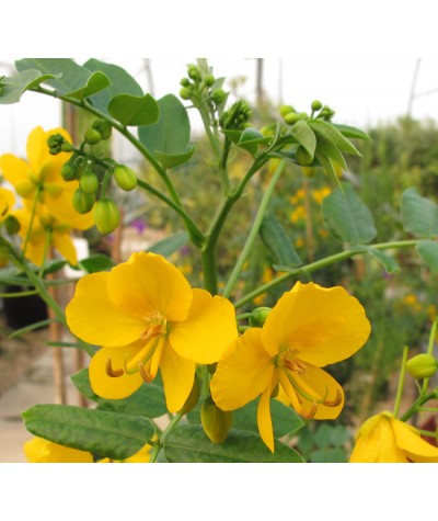 Senna corymbosa (18lt)