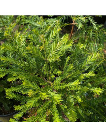 Sequoia sempervirens (7lt)