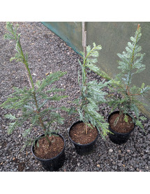Sequoia sempervirens Filoli (3lt)