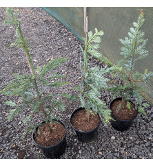 Sequoia sempervirens Filoli (5lt) Sequoia sempervirens Filoli (5lt)