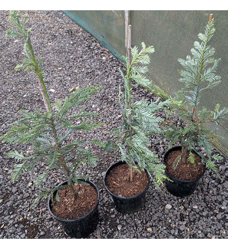 Sequoia sempervirens Filoli (3lt)