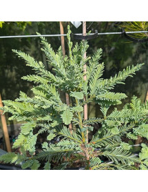 Sequoia sempervirens Filoli (5lt) Sequoia sempervirens Filoli (5lt)