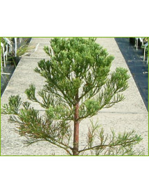 Sequoiadendron giganteum (38lt airpot) Sequoiadendron giganteum (38lt airpot)