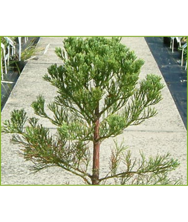Sequoiadendron giganteum (35lt) Sequoiadendron giganteum (35lt)