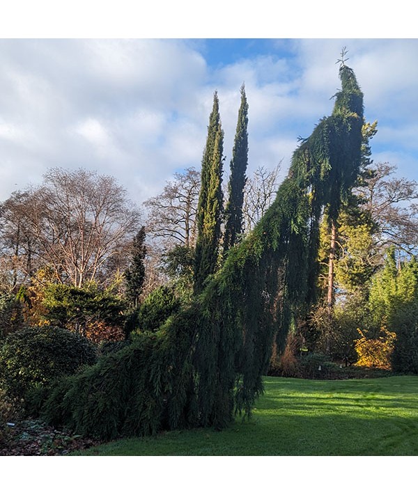 Sequoiadendron giganteum pendulum (25lt)