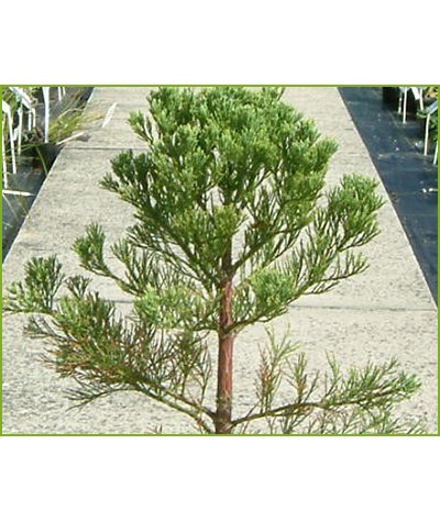 Sequoiadendron giganteum (70lt)