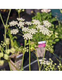 Seseli elatum ssp. Osseum (2lt)