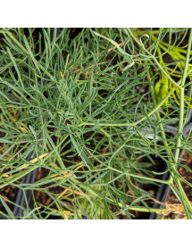 Seseli elatum ssp. Osseum (2lt)