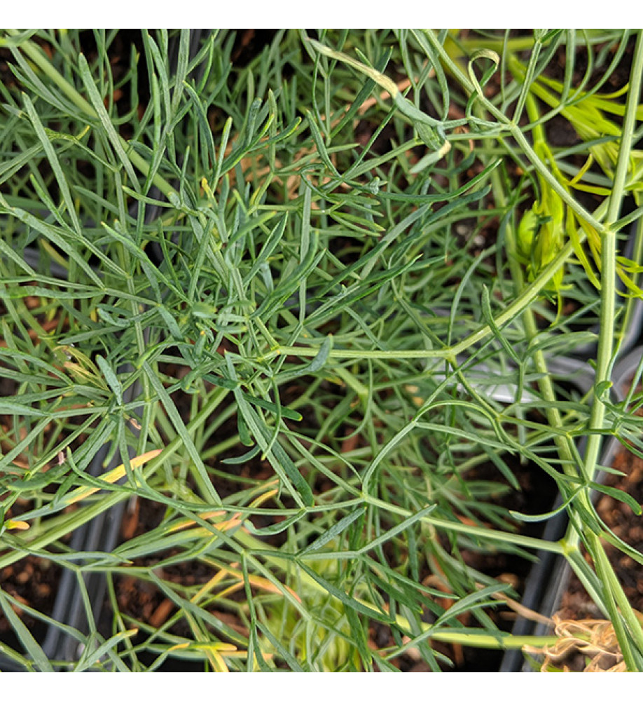 Seseli elatum ssp. Osseum (2lt)