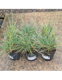 Sesleria nitida (2t) Sesleria nitida (2t)