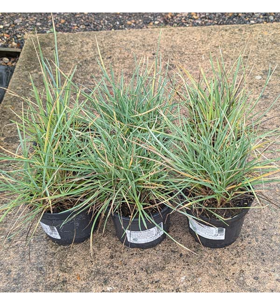 Sesleria nitida (2t)