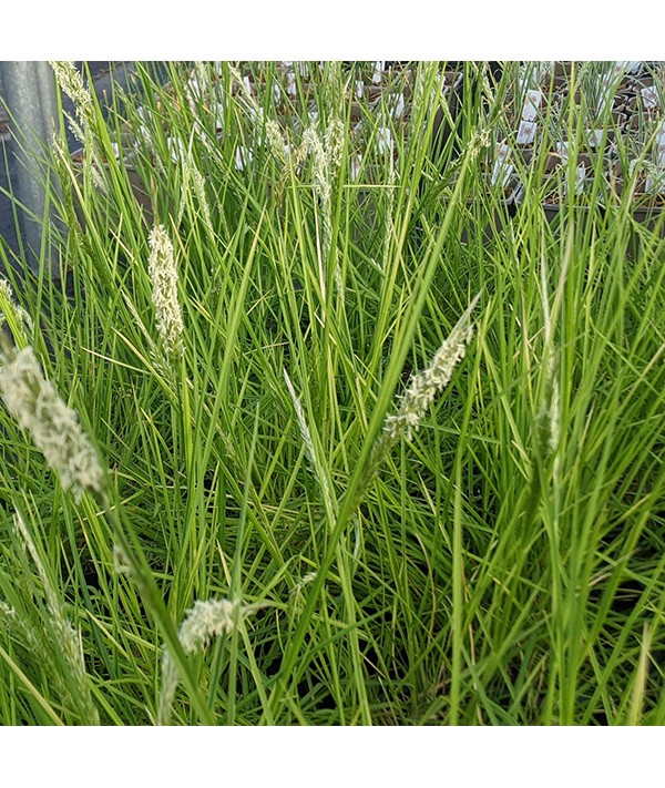 Sesleria autumnalis (2t)