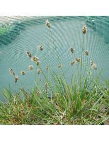 Sesleria caerula (3lt) Sesleria caerula (3lt)