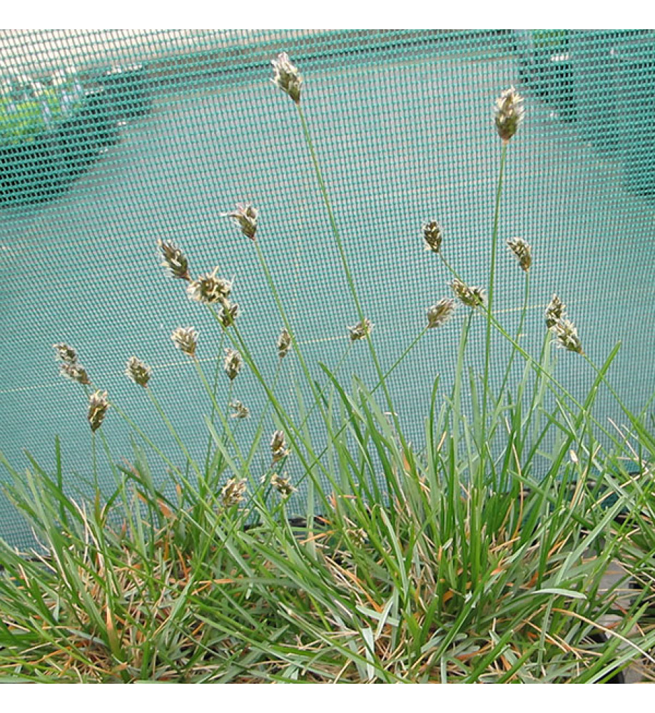 Sesleria caerula (3lt)