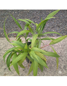 Setaria palmifolia (7lt) Setaria palmifolia (7lt)