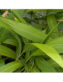 Setaria palmifolia (7lt)