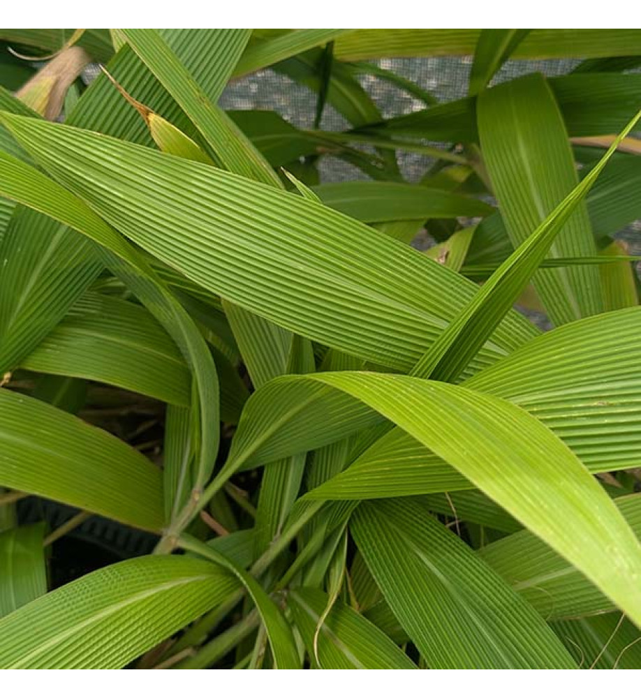 Setaria palmifolia (7lt)