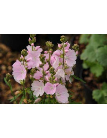Sidalcea Elsie Heugh (1lt)