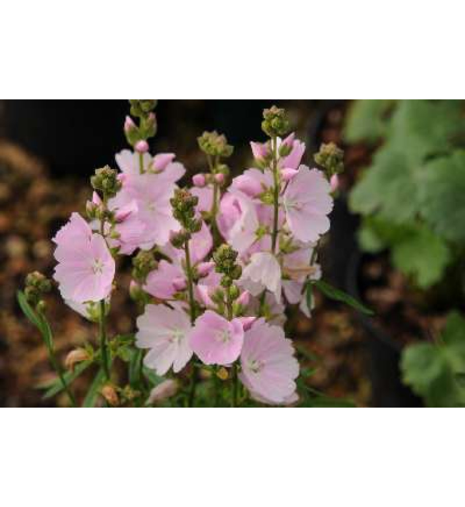 Sidalcea Elsie Heugh (1lt)