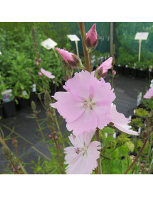 Sidalcea Elsie Heugh (1lt)