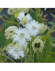 Silene fimbriata (3lt) Silene fimbriata (3lt)