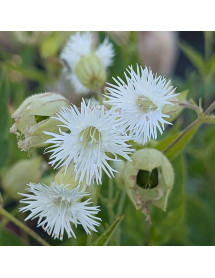 Silene fimbriata (1.5lt) Silene fimbriata (1.5lt)