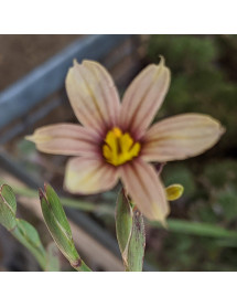 Sisyrinchium Biscutella (1lt) Sisyrinchium Biscutella (1lt)