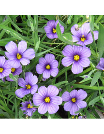 Sisyrinchium Sapphire (1lt)