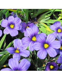 Sisyrinchium Sapphire (1lt)