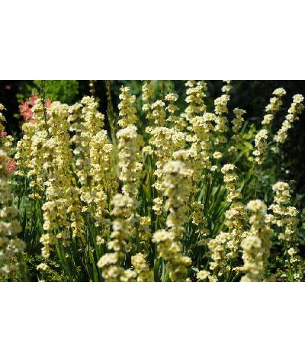 Sisyrinchium striatum Aunt May (1.5lt)