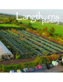 Langthorns Plantery Tour 11.30am Saturday 6th September 2025