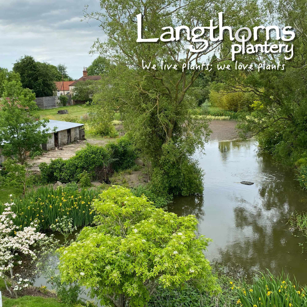 Langthorns Plantery Tour 2025 Saturday 6th September 2.30pm 