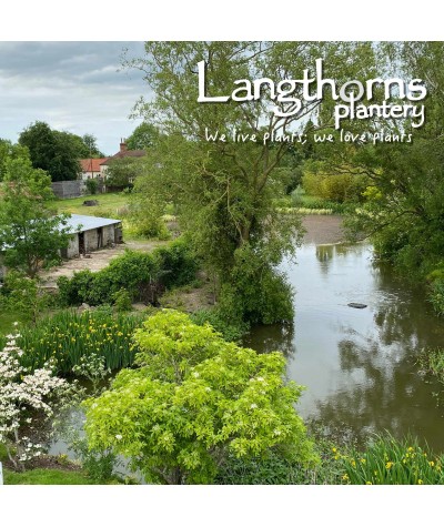 Langthorns Plantery Tour 2.30pm Saturday 10th September 2022