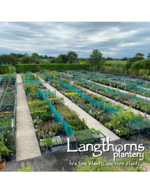 Langthorns Plantery Tour 11.30am Sunday 7th September 2025