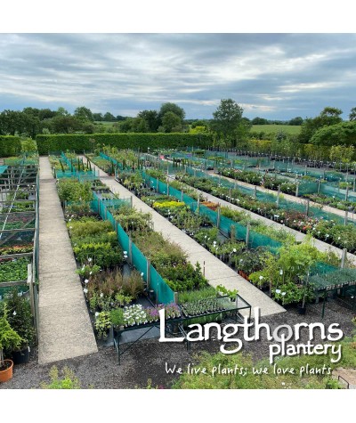 Langthorns Plantery Tour 11.30am Sunday 11th September 2022