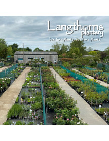 Langthorns Plantery Tour 2.30pm Sunday 7th September 2025