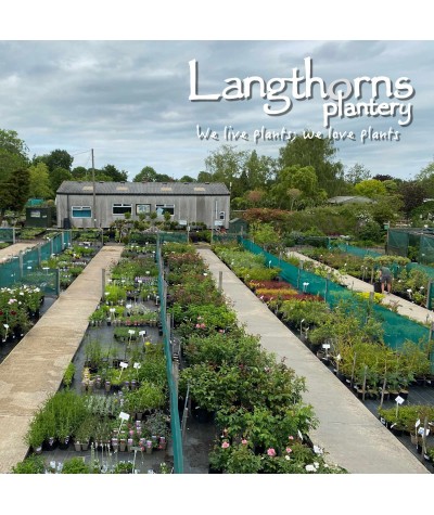 Langthorns Plantery Tour 2.30pm Sunday 11th September 2022