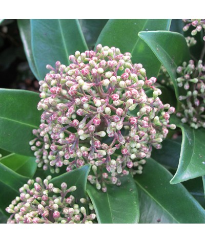 Skimmia japonica Fragrans (male) (7.5lt)